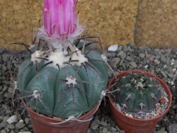 Echinocactus horizonthalonius Cuatro Cienegas, pot 7 cm - 12406659
