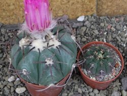 Echinocactus horizonthalonius Cuatro Cienegas, pot 7 cm - 12406660