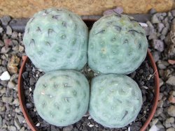 Tephrocactus geometricus pot 9 cm - 12406661