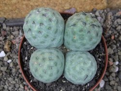 Tephrocactus geometricus pot 9 cm - 12406662