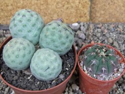 Tephrocactus geometricus pot 9 cm - 12406665