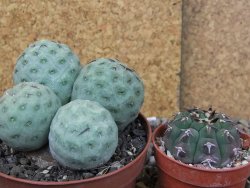 Tephrocactus geometricus pot 9 cm - 12406666