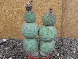 Tephrocactus geometricus Semenáč pot 5,5 cm