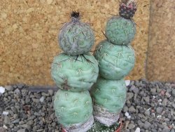 Tephrocactus geometricus Semenáč pot 5,5 cm - 12406681