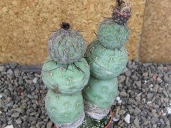 Tephrocactus geometricus Semenáč pot 5,5 cm - 12406682