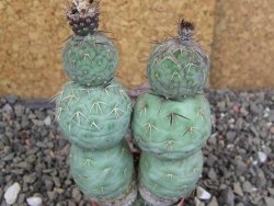 Tephrocactus geometricus Semenáč pot 5,5 cm - 12406683