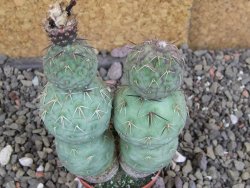 Tephrocactus geometricus Semenáč pot 5,5 cm - 12406684