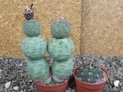 Tephrocactus geometricus Semenáč pot 5,5 cm - 12406685