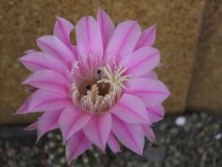 Echinopsis hybrid aff eyresii pot 5,5 cm