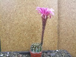 Echinopsis hybrid aff eyresii pot 5,5 cm - 12406693