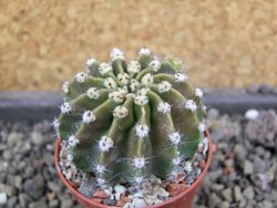 Echinopsis hybrid aff eyresii pot 5,5 cm - 12406694