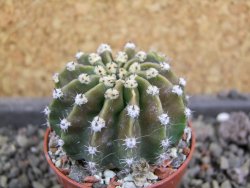 Echinopsis hybrid aff eyresii pot 5,5 cm - 12406695