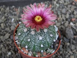 Astrophytum  asterias X red červený květ, akabana, pot 5,5 cm