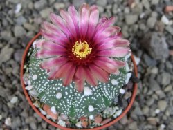 Astrophytum  asterias X red červený květ, akabana, pot 5,5 cm - 12406713