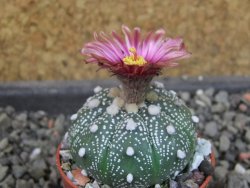 Astrophytum  asterias X red červený květ, akabana, pot 5,5 cm - 12406714