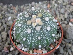 Astrophytum  asterias X red červený květ, akabana, pot 5,5 cm - 12406715