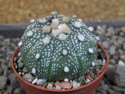 Astrophytum  asterias X red červený květ, akabana, pot 5,5 cm - 12406716