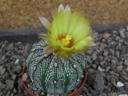 Astrophytum Z Jasenné pot 5,5 cm - 12406733