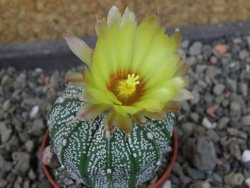 Astrophytum Z Jasenné pot 5,5 cm - 12406734