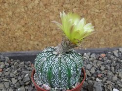 Astrophytum Z Jasenné pot 5,5 cm