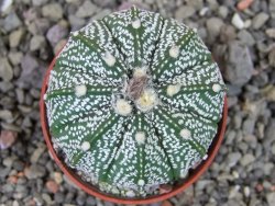 Astrophytum Z Jasenné pot 5,5 cm - 12406736