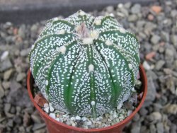 Astrophytum Z Jasenné pot 5,5 cm - 12406737