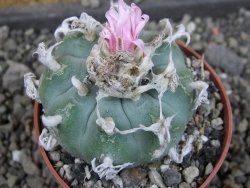 Lophophora williamsii pot 6,5 cm