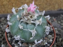 Lophophora williamsii pot 6,5 cm - 12406757