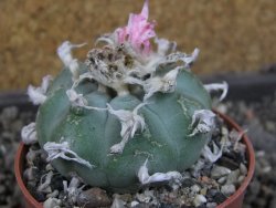 Lophophora williamsii pot 6,5 cm - 12406758
