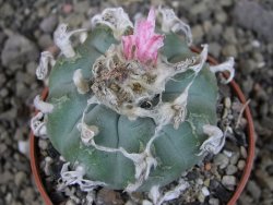 Lophophora williamsii pot 6,5 cm - 12406759