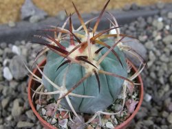 Echinocactus horizonthalonius, pot 5,5 cm