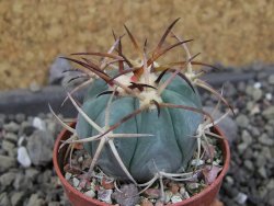 Echinocactus horizonthalonius, pot 5,5 cm - 12406761