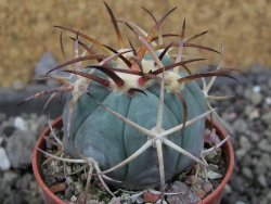 Echinocactus horizonthalonius, pot 5,5 cm - 12406763