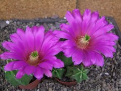 Echinocereus morricali, pot 5,5 cm