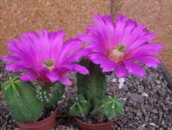 Echinocereus morricali, pot 5,5 cm - 12406786