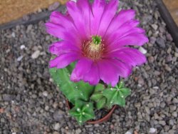 Echinocereus morricali, pot 5,5 cm - 12406788