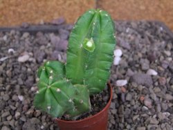Echinocereus morricali, pot 5,5 cm - 12406790