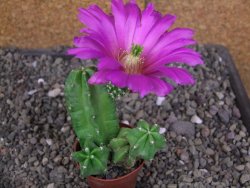 Echinocereus morricali, pot 5,5 cm