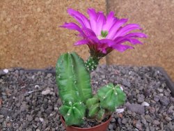 Echinocereus morricali, pot 5,5 cm - 12406794