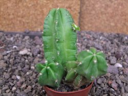 Echinocereus morricali, pot 5,5 cm - 12406796