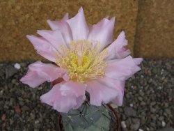Tephrocactus geometricus pot 7 cm
