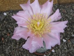 Tephrocactus geometricus pot 7 cm - 12406814