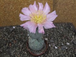 Tephrocactus geometricus pot 7 cm - 12406815
