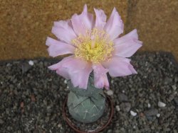 Tephrocactus geometricus pot 7 cm - 12406816