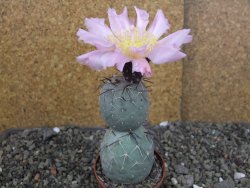 Tephrocactus geometricus pot 7 cm - 12406817