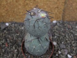 Tephrocactus geometricus pot 7 cm - 12406818