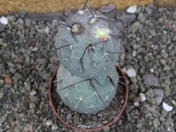 Tephrocactus geometricus pot 7 cm - 12406819