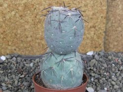 Tephrocactus geometricus pot 7 cm - 12406820