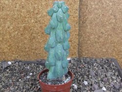 Myrtilocactus geometrizans Fukuriokuzinboku V 14 cm