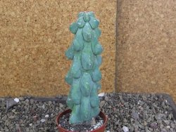 Myrtilocactus geometrizans Fukuriokuzinboku V 14 cm - 12406832